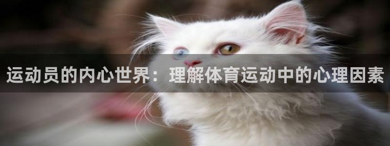 意昂3体育代理申请流程
